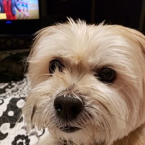 Meet your Posher, Lori